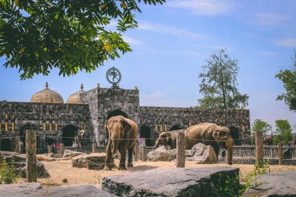 olifant pairi daiza