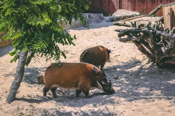 penseelzwijnen pairi daiza