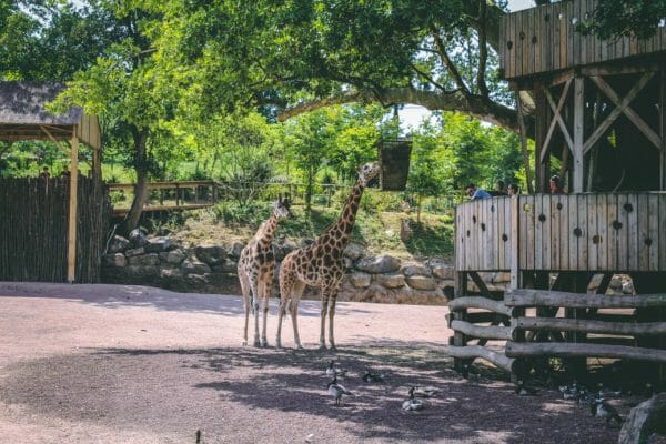 giraffen pairi daiza