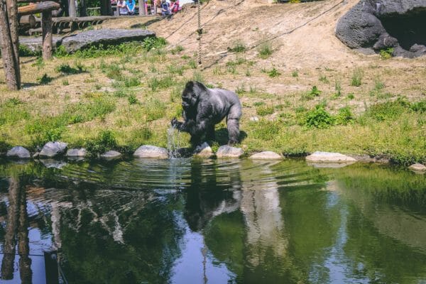 pairi daiza gorilla