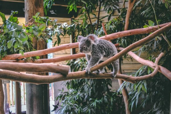 koalas pairi daiza