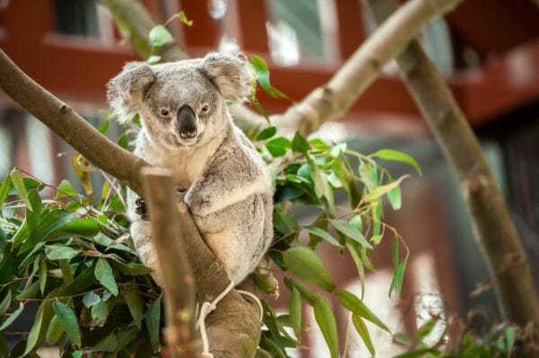 Zoo Antwerpen korting